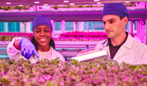 people in lettuce laboratory